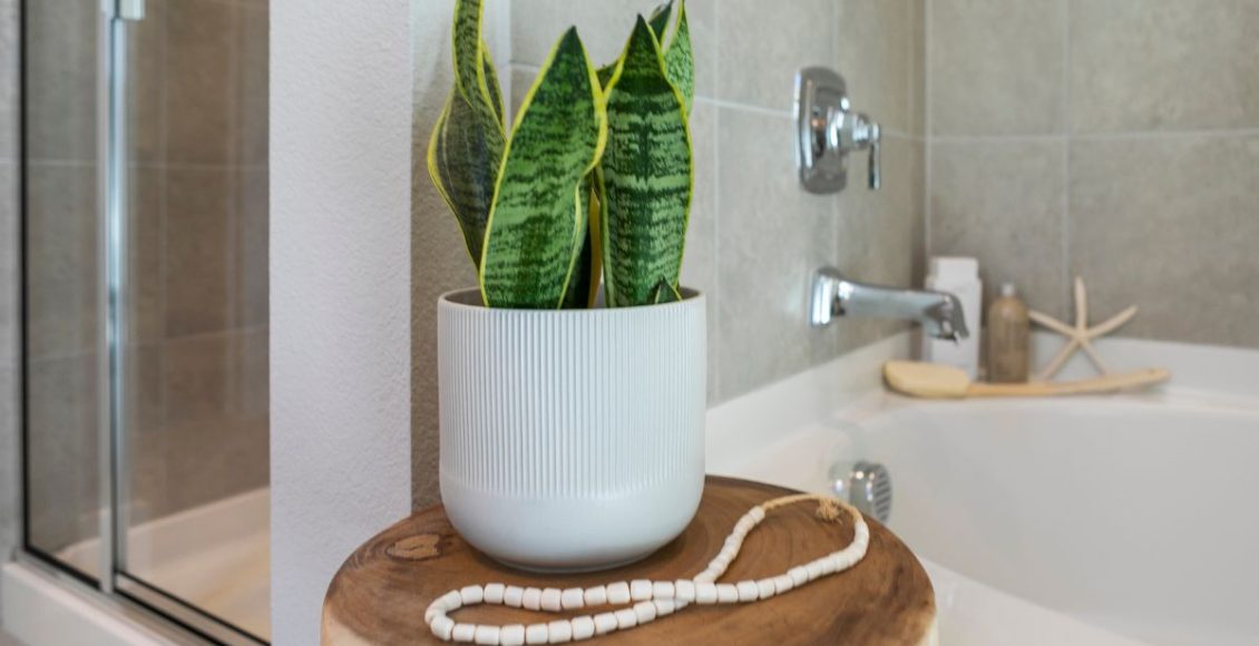 4 opções de plantas para banheiro: crie estratégias e decore o ambiente! - Fonte: Canva