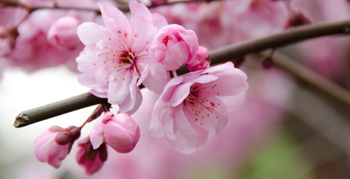 Aprenda como fechar ferimento na rosa do deserto: técnica infalível para recuperar a planta! - Fonte: Canva