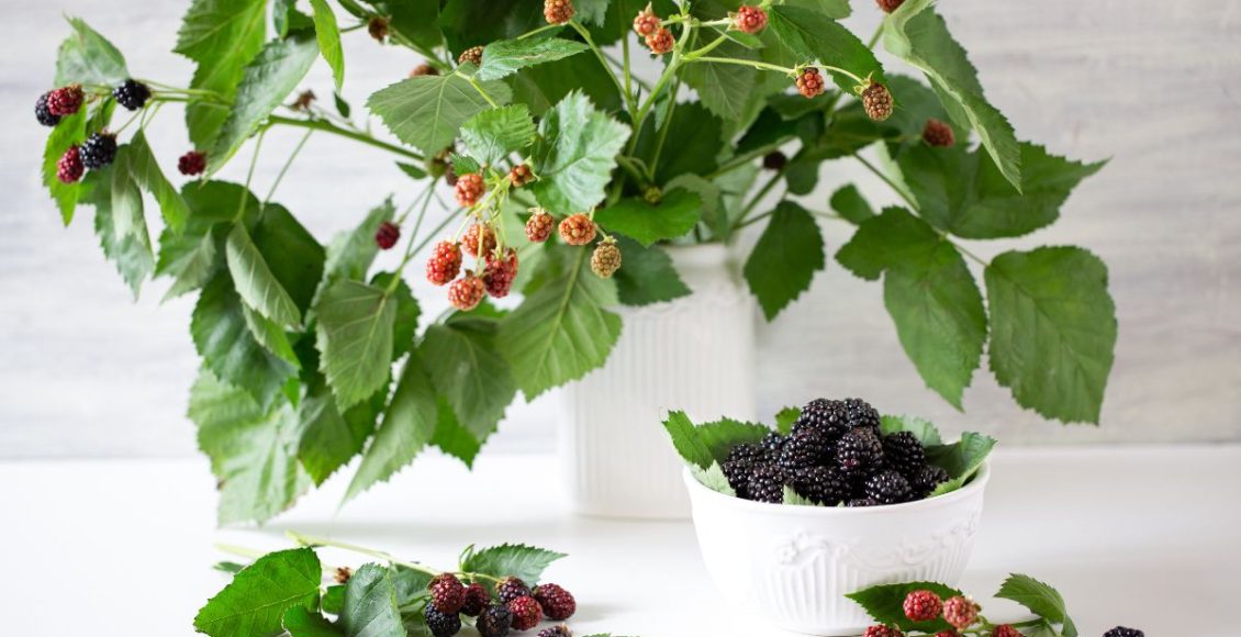 Plante amora no vaso: faça isso e tenha sucesso no cultivo dessa frutinha saborosa! - Fonte: Canva