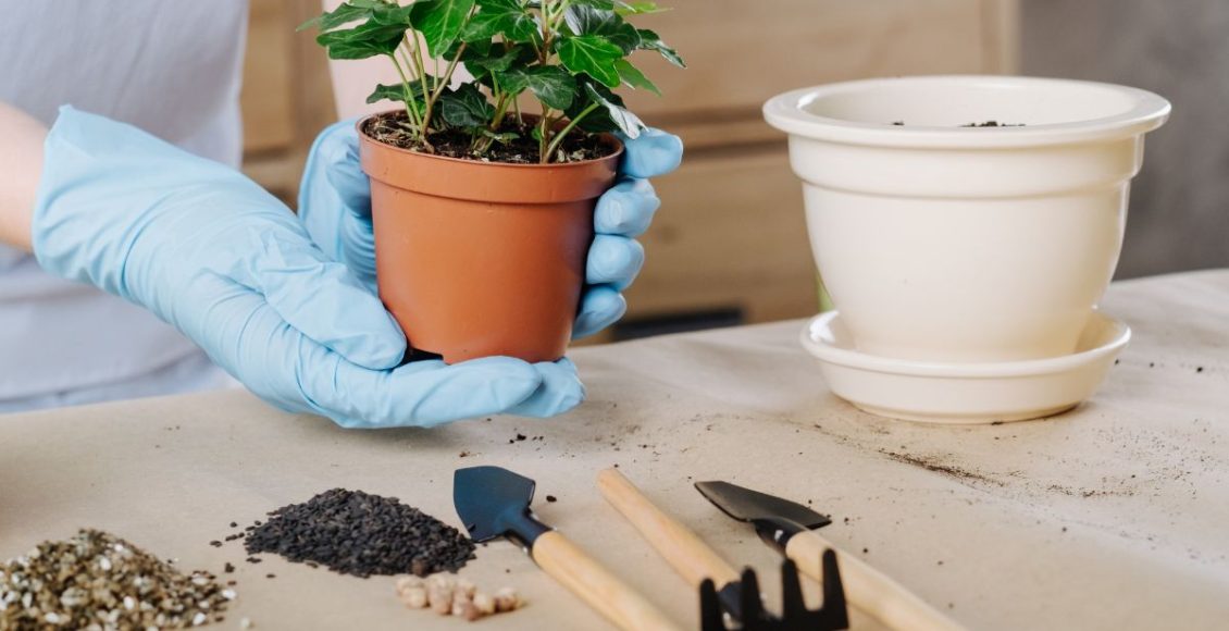 Confira os principais erros ao cultivar horta em casa: não erre mais! - Fonte: Canva