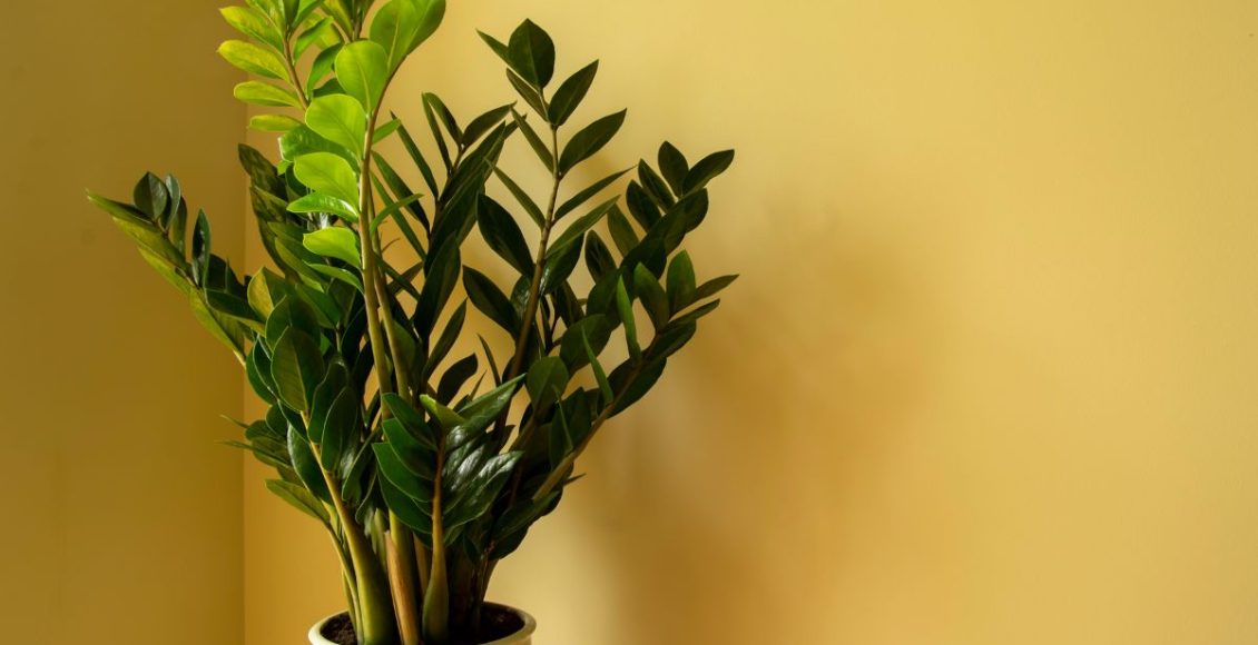 Aprenda como plantar zamioculca e decorar a casa com essa planta belíssima - Fonte: Canva