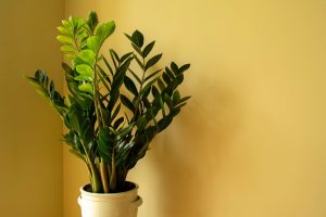 Aprenda como plantar zamioculca e decorar a casa com essa planta belíssima - Fonte: Canva