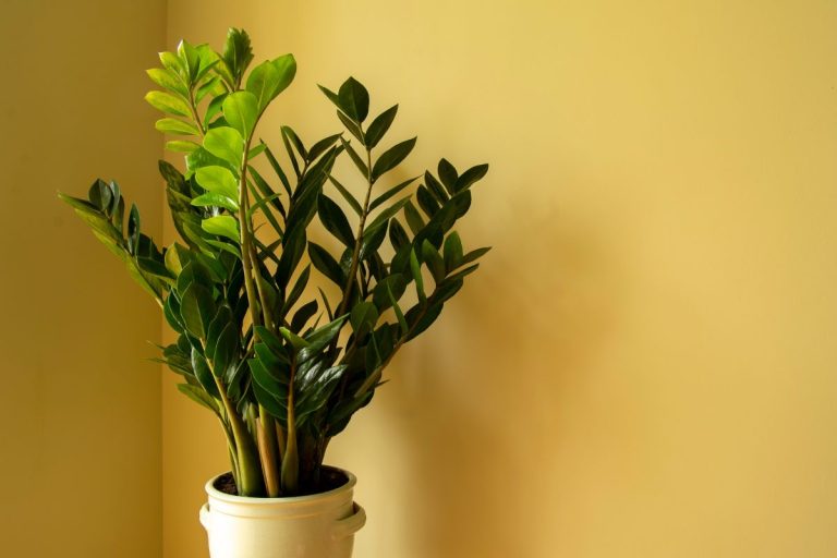 Aprenda como plantar zamioculca e decorar a casa com essa planta belíssima - Fonte: Canva