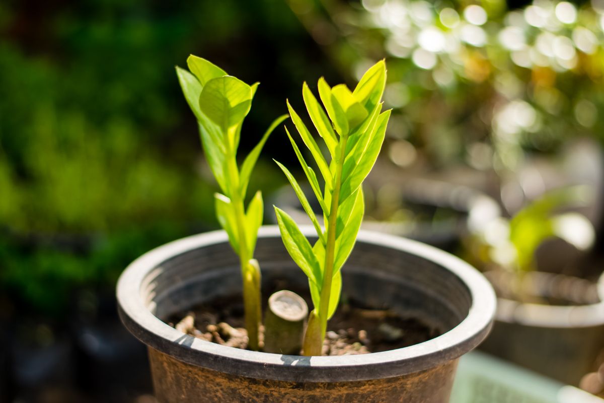 Aprenda como plantar zamioculca e decorar a casa com essa planta belíssima - Fonte: Canva