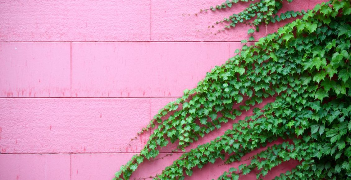 Conheça a hera-japonesa: uma ótima planta trepadeira para cultivar em casa! - Fonte: Canva