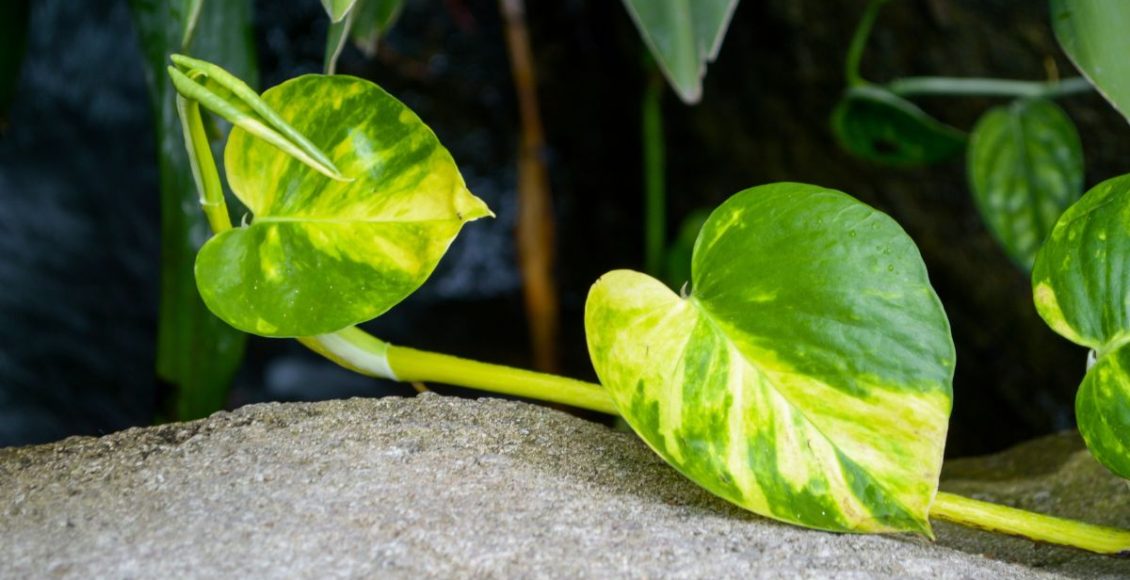 Como cultivar jiboia? Confira dicas da planta preferida dos paisagistas! - Fonte: Canva