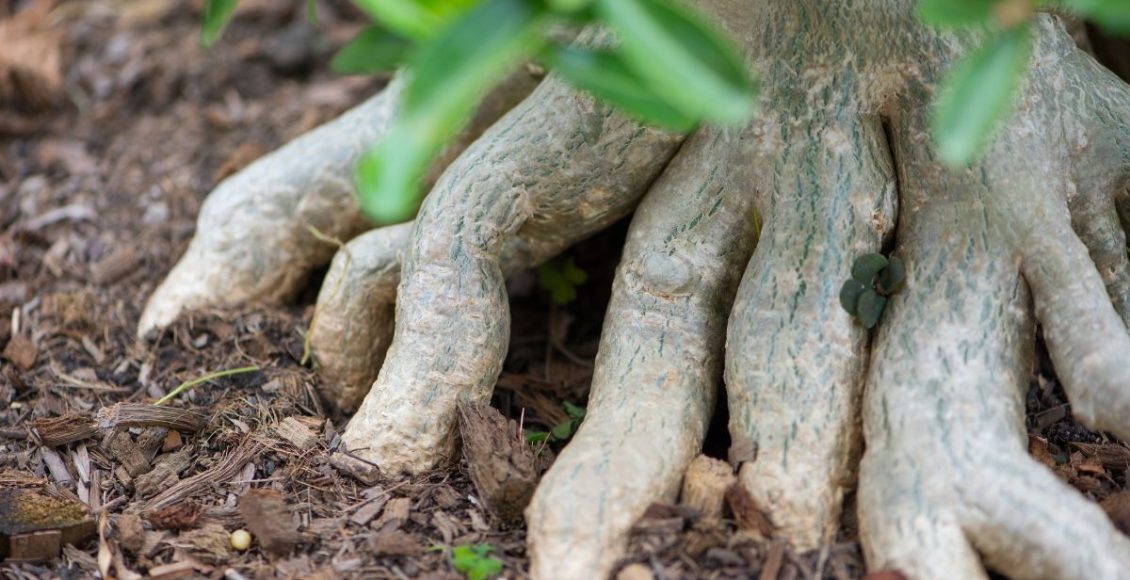 Como limpar as raízes da rosa do deserto? Veja como não errar! - Fonte: Canva
