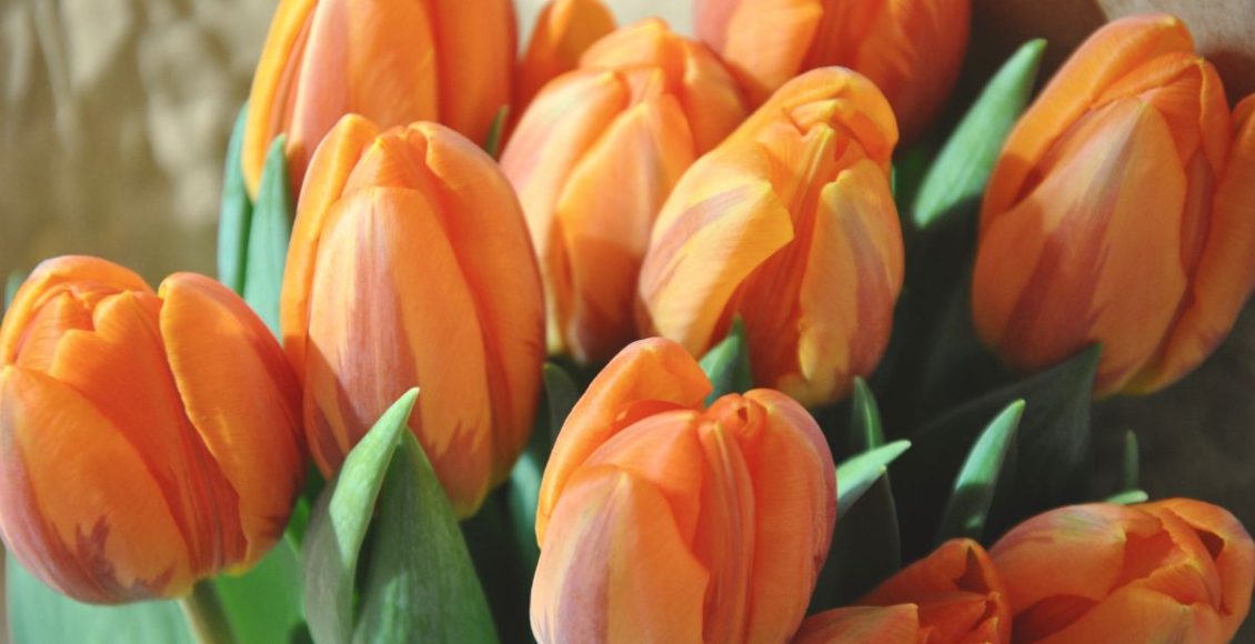 Tulipas: aprenda a regar essa planta corretamente e alguns cuidados extras - Fonte: Canva