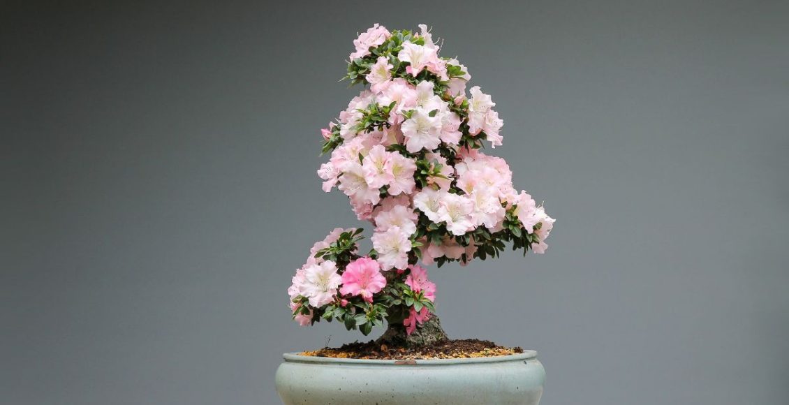 Como cuidar de um bonsai? Aprenda agora com essas dicas incríveis - Fonte: Canva