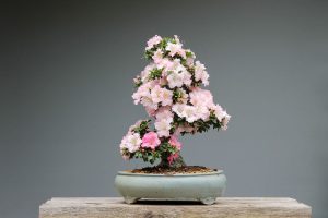 Como cuidar de um bonsai? Aprenda agora com essas dicas incríveis - Fonte: Canva