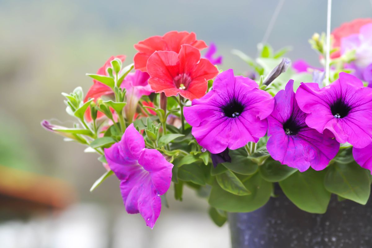 Flores para varanda: confira as 3 melhores opções e dicas para deixar a varanda linda! - Fonte: Canva