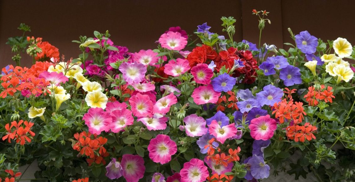 Flores para varanda: confira as 3 melhores opções e dicas para deixar a varanda linda! - Fonte: Canva