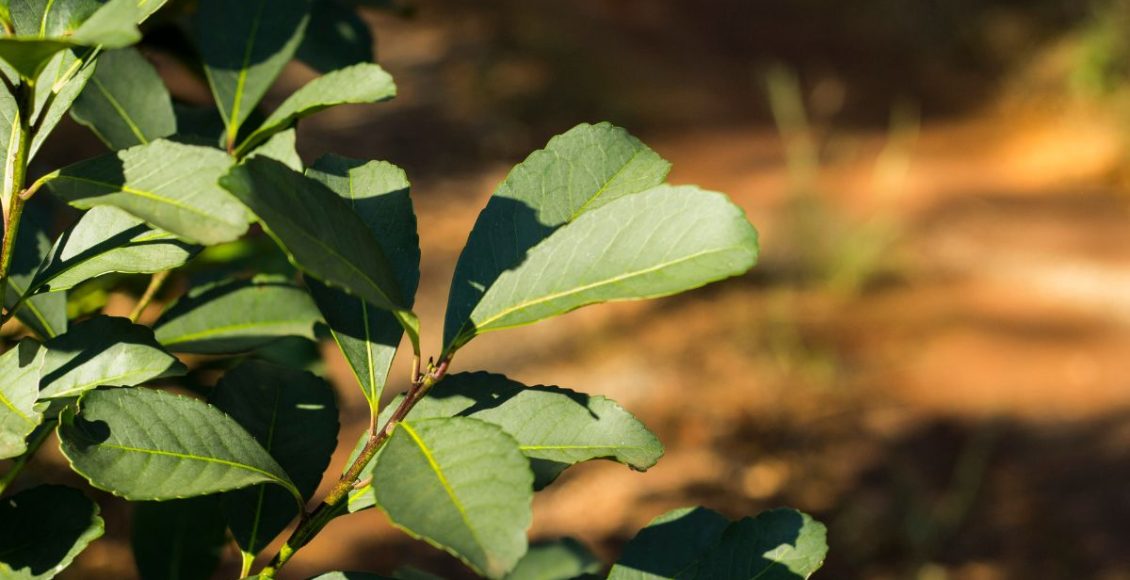 Como cultivar erva-mate no vaso? Confira dicas valiosas para cuidar dessa planta! - Fonte: Canva