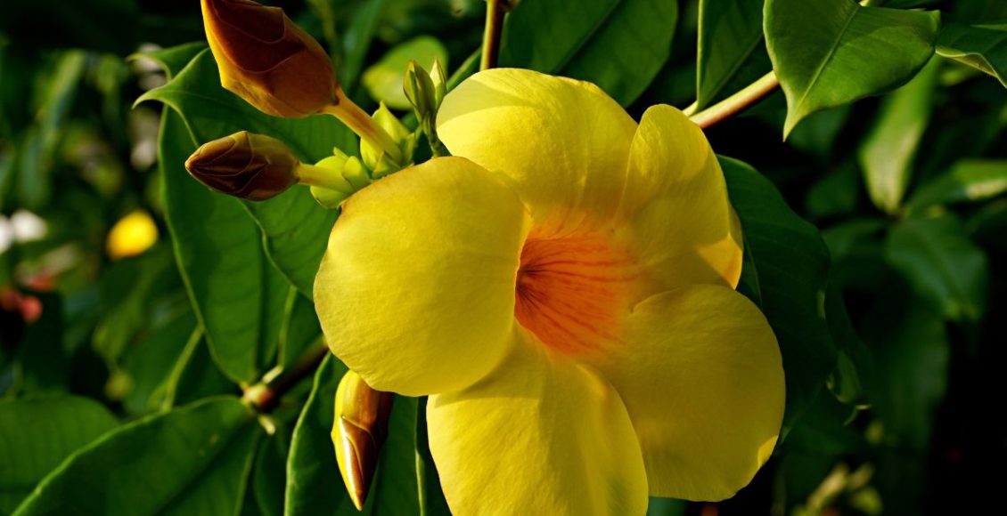 Como plantar alamanda: você certamente conhece essa florzinha popular, confira! - Fonte: Canva