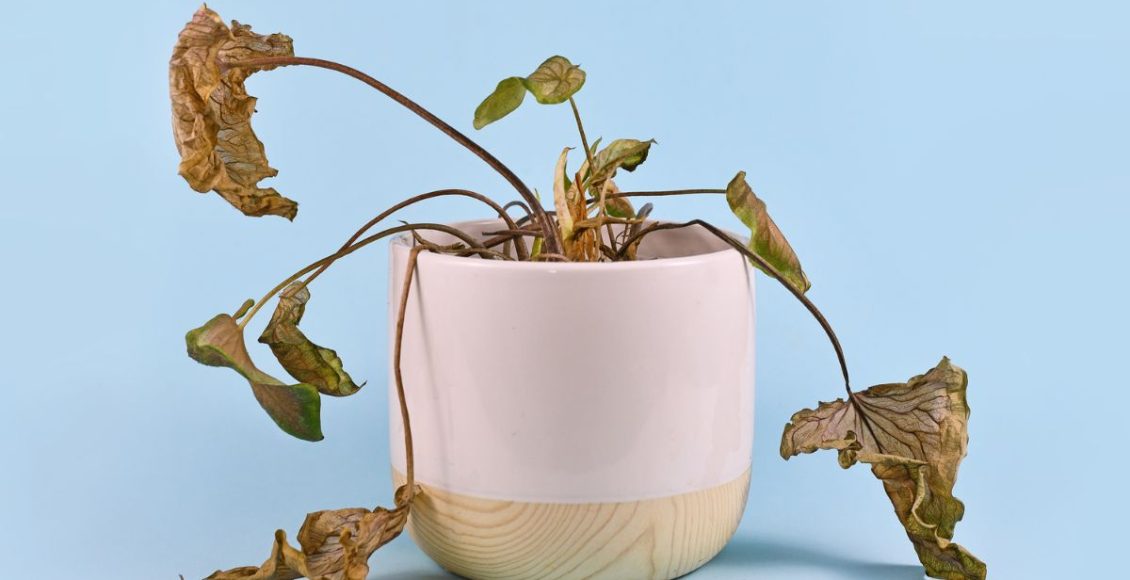 Plantas que estão definhando: 4 cuidados indispensáveis para recuperá-las - Fonte: Canva