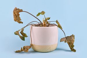 Plantas que estão definhando: 4 cuidados indispensáveis para recuperá-las - Fonte: Canva