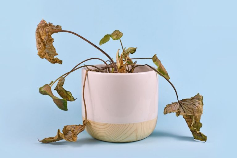 Plantas que estão definhando: 4 cuidados indispensáveis para recuperá-las - Fonte: Canva