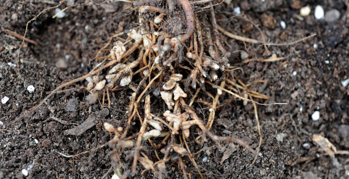 Adubação verde: aprenda mais sobre essa prática muito utilizada por produtores! - Fonte: Canva