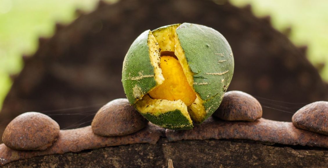 Conheça o pequi, um fruto com sabor marcante e carregado de benefícios! - Fonte: Canva