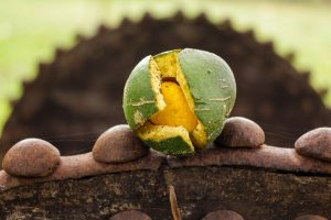 Conheça o pequi, um fruto com sabor marcante e carregado de benefícios! - Fonte: Canva