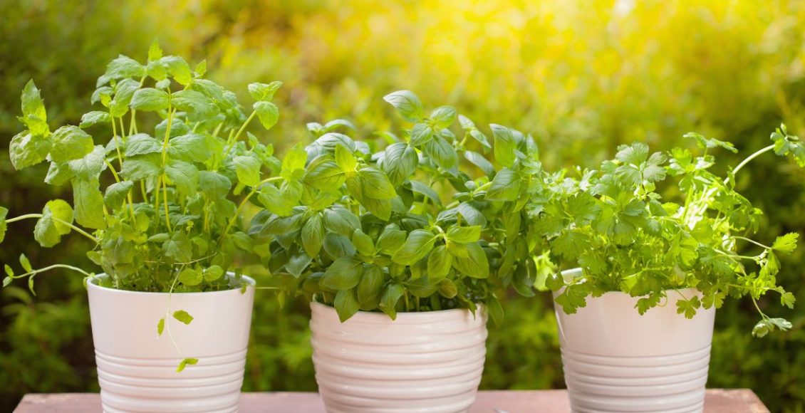Manjericão no vaso: aprenda como plantar e tenha essa erva fresca sempre que precisar - Fonte: Canva