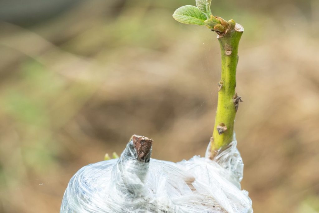 Enraizador natural: misturinha milagrosa para enraizar qualquer galho! - Fonte: Canva