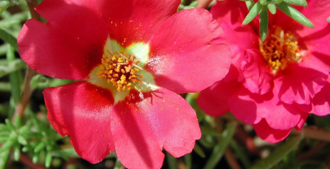 Flor Onze-Horas: aprenda tudo sobre ela e tenha plantas saudáveis! - Fonte: Canva