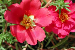 Flor Onze-Horas: aprenda tudo sobre ela e tenha plantas saudáveis! - Fonte: Canva