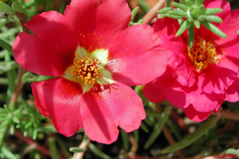 Flor Onze-Horas: aprenda tudo sobre ela e tenha plantas saudáveis! - Fonte: Canva