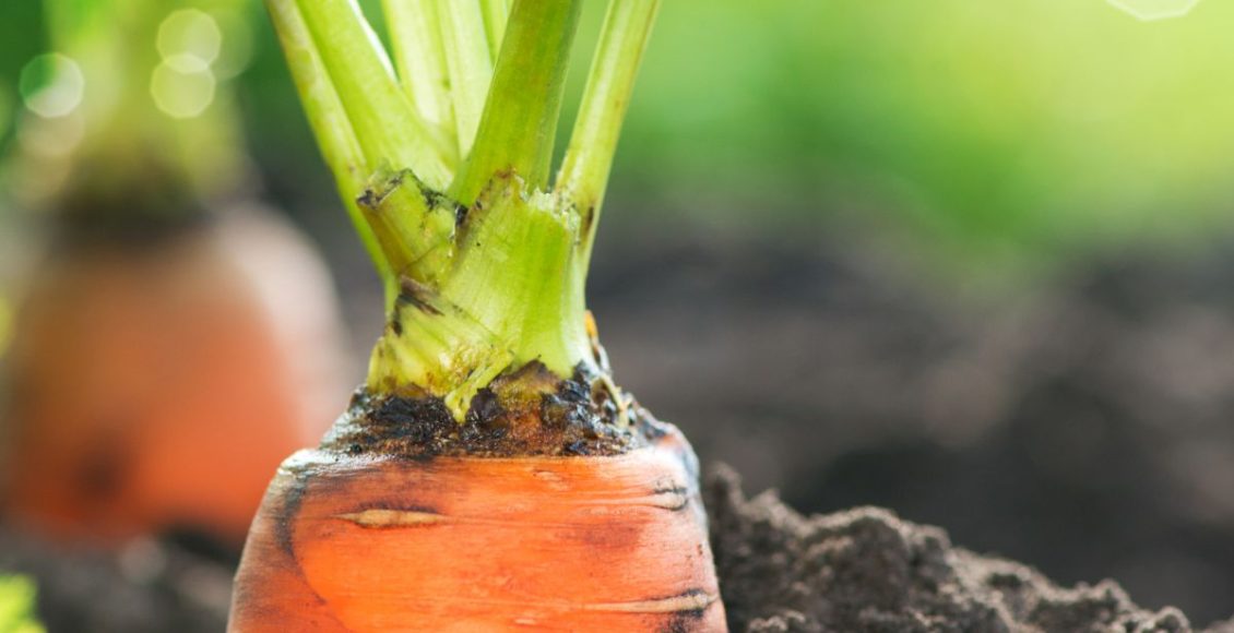 Como plantar cenoura em vaso: confira dicas de cultivo e benefícios desse vegetal! - Fonte: Canva