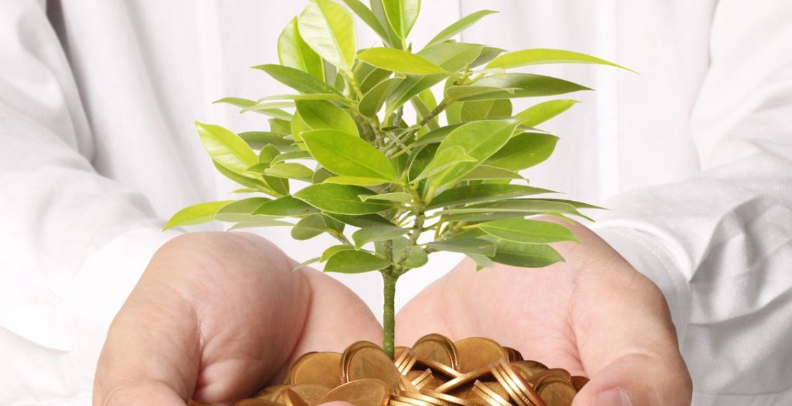 Plantas que atraem dinheiro: confira 3 opções para cultivar em casa! - Fonte: Canva