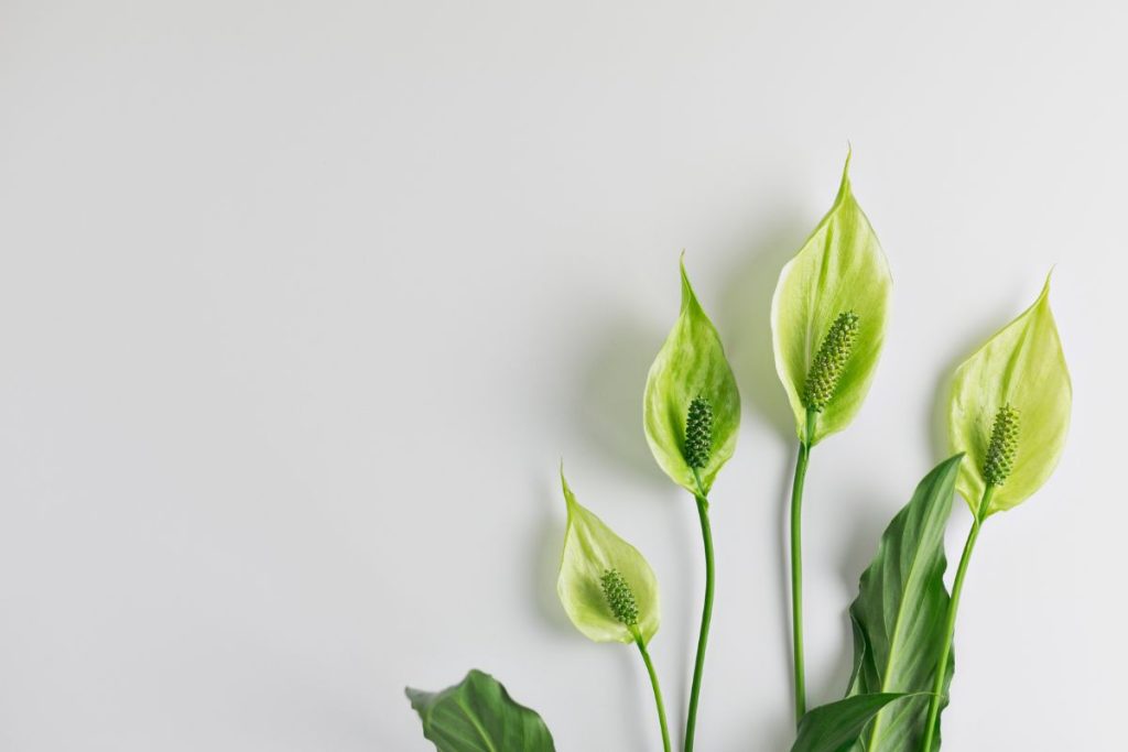 Lírio da paz: veja como cuidar corretamente e manter essa planta sempre saudável! - Fonte: Canva