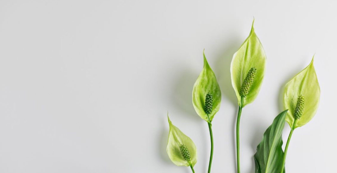 Lírio da paz: veja como cuidar corretamente e manter essa planta sempre saudável! - Fonte: Canva