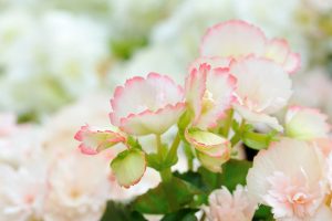 Aprenda a cuidar de begônias corretamente: faça isso e tenha plantas saudáveis! - Fonte: Canva