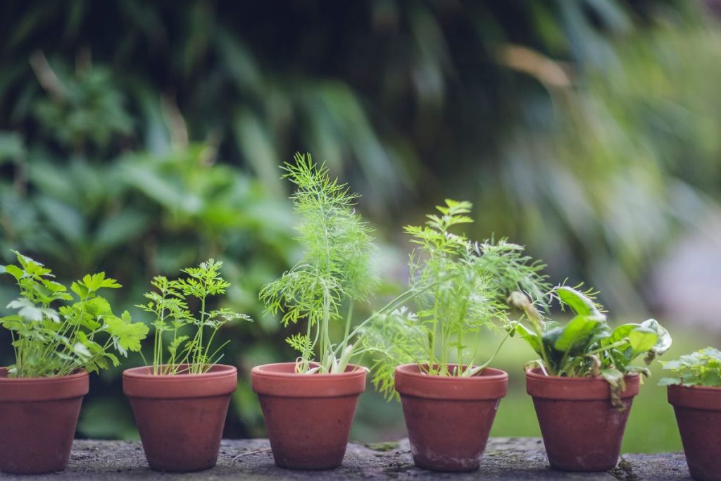 Como trocar hortaliças de vaso? Aprenda a fazer isso sem danificar a planta / Reprodução Canva