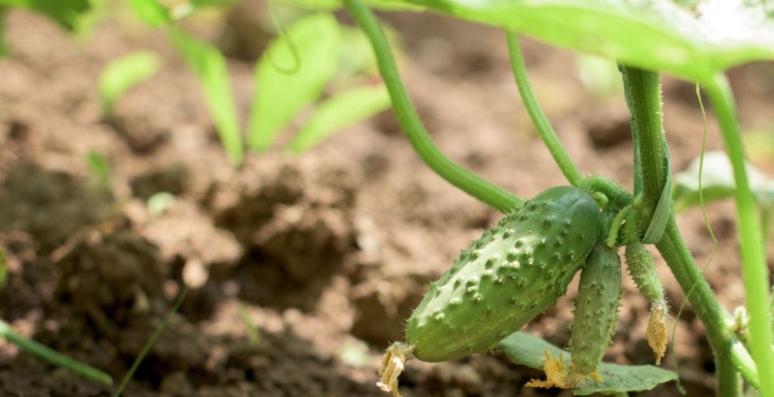 Como plantar maxixe do jeito certo? Confira dicas de cultivo. Foto: Canva