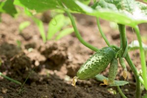 Como plantar maxixe do jeito certo? Confira dicas de cultivo. Foto: Canva