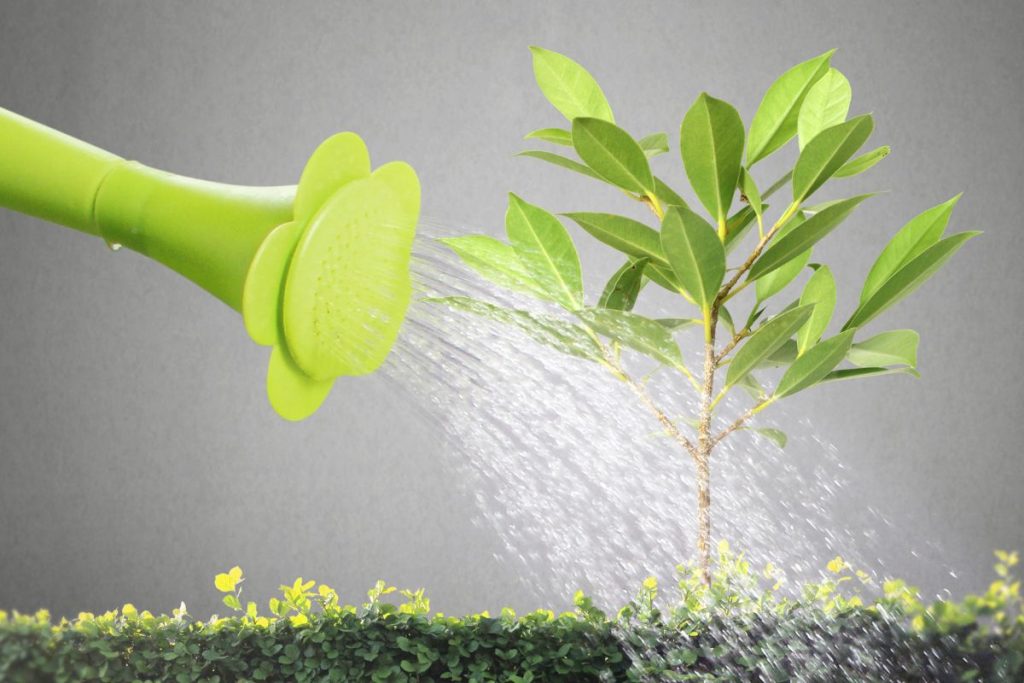 Como regar frutíferas? Aprenda o melhor horário e como fazer isso corretamente (Foto: Canva Pro)