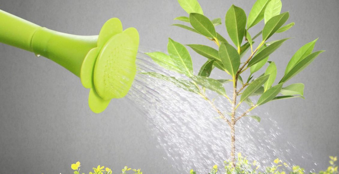 Como regar frutíferas? Aprenda o melhor horário e como fazer isso corretamente (Foto: Canva Pro)