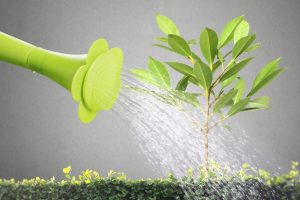 Como regar frutíferas? Aprenda o melhor horário e como fazer isso corretamente (Foto: Canva Pro)