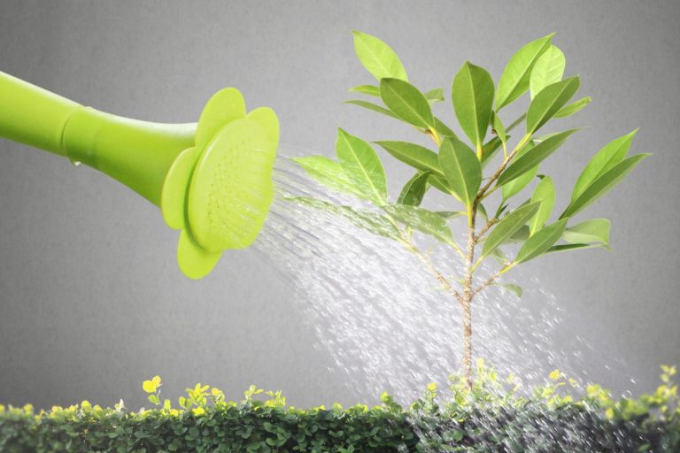 Como regar frutíferas? Aprenda o melhor horário e como fazer isso corretamente (Foto: Canva Pro)