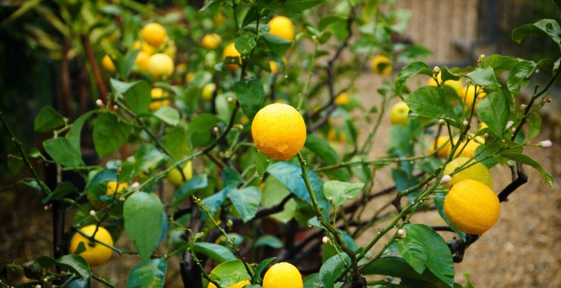 Sabia que é possível plantar limão no vaso e colher frutos? Veja como fazer isso / Reprodução Canva