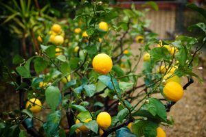 Sabia que é possível plantar limão no vaso e colher frutos? Veja como fazer isso / Reprodução Canva