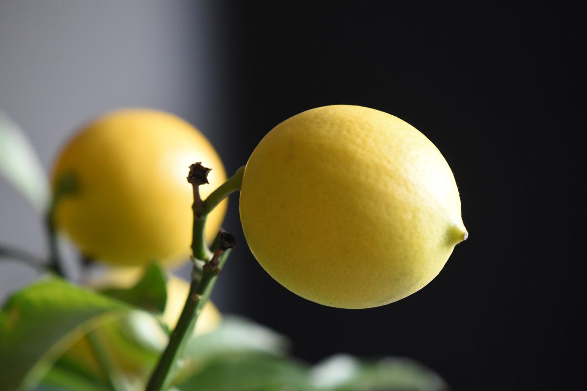 Sabia que é possível plantar limão no vaso e colher frutos? Veja como fazer isso / Reprodução Canva