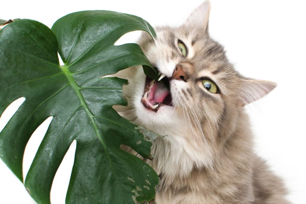 Afinal, a planta costela-de-adão é venenosa? É seguro deixá-la em lugares acessíveis da casa? - Fonte: Canva