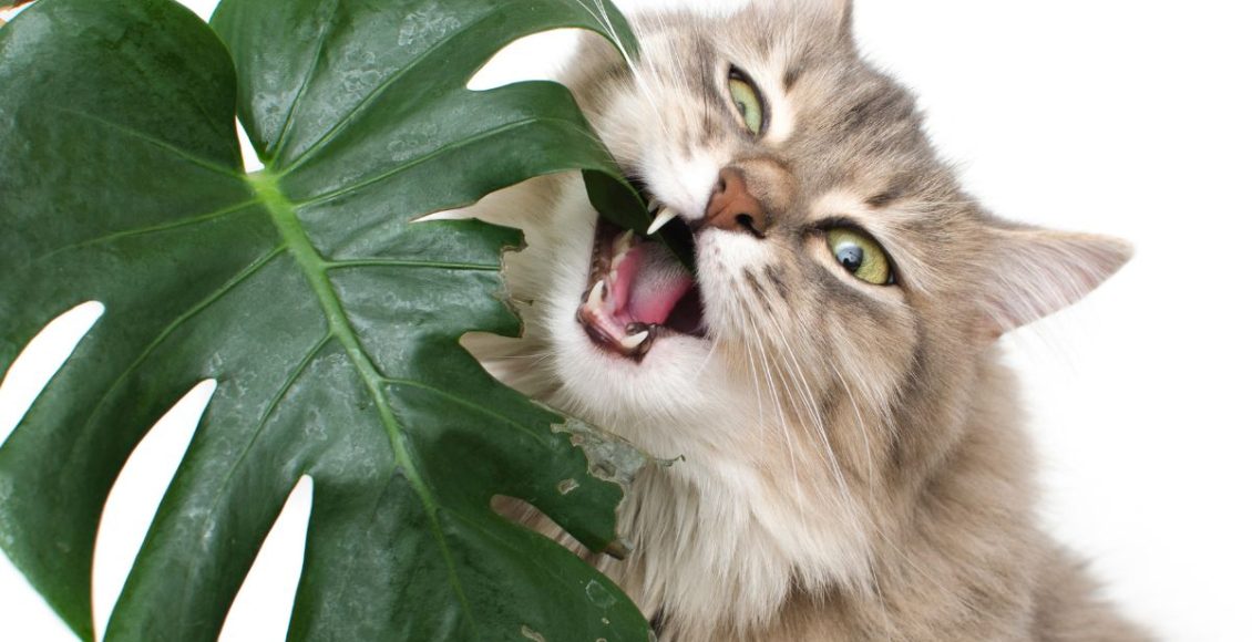 Afinal, a planta costela-de-adão é venenosa? É seguro deixá-la em lugares acessíveis da casa? - Fonte: Canva