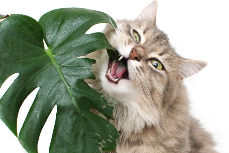 Afinal, a planta costela-de-adão é venenosa? É seguro deixá-la em lugares acessíveis da casa? - Fonte: Canva