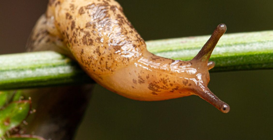 Acabe com lesmas e caracóis: confira dicas práticas para eliminá-los - Fonte: Canva