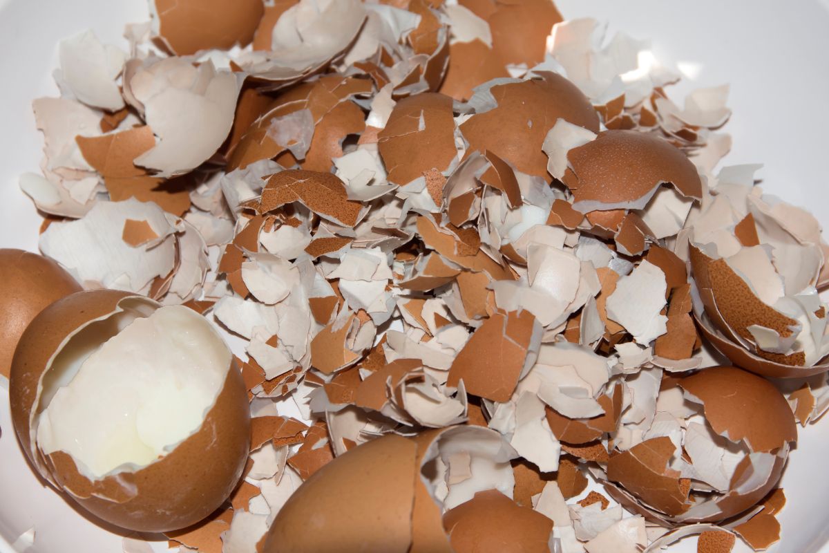 Cascas de ovo - Fonte: Canva