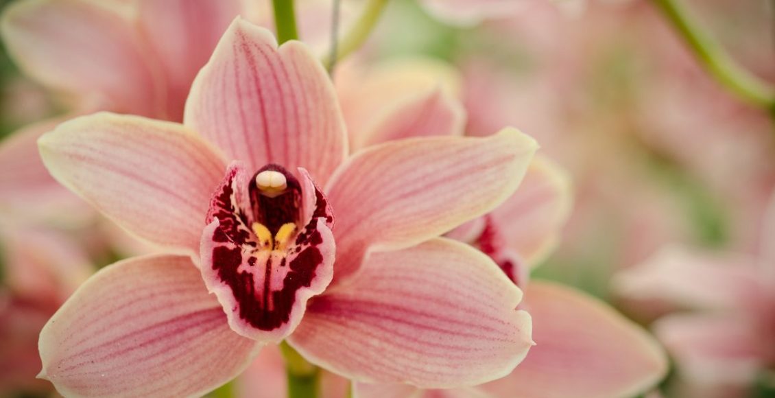 Confira a melhor maneira de adubar orquídeas para obter flores lindas e saudáveis - Fonte: Canva
